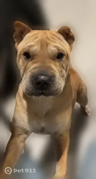 Lost dog, Exposition Boulevard, 1501, Sacramento — female, beige/tan Shar-Pei mix - photo