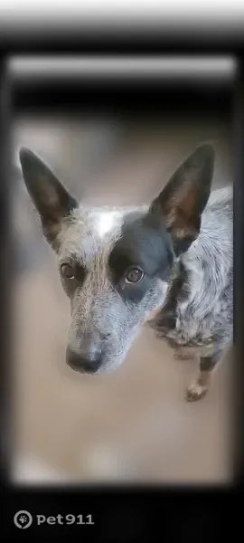 Lost dog, female, Independence Boulevard, Kansas City — Australian cattle dog named Lunar - photo