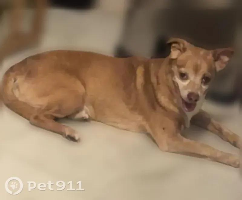 Lost dog, Fulton Street, Elizabeth — male with cherry eyes - photo