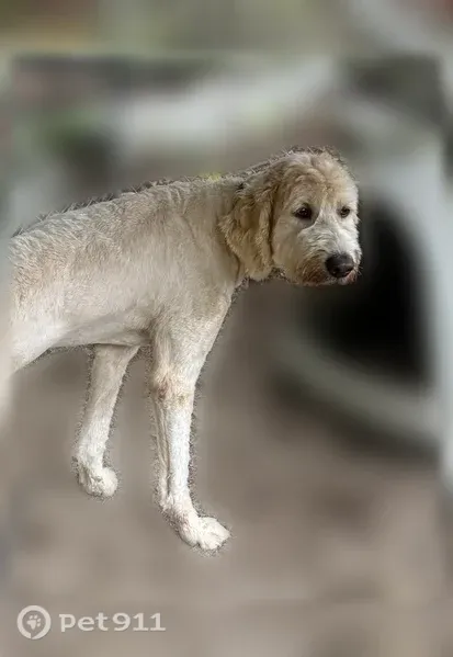Lost dog, Palmyra — tall light tan Pyrenees-poodle mix - photo