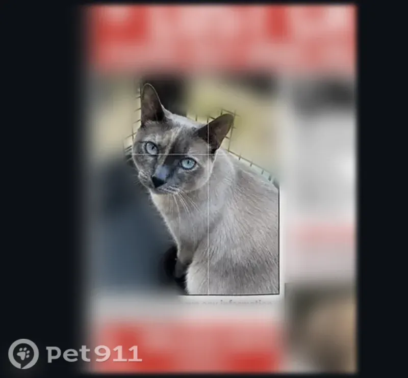 Lost female cat, Research Road, Frisco — Siamese and declawed - photo