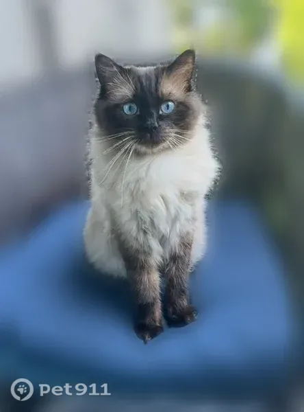 Lost cat, Namonee Trail, 2, Putnam — seal point Ragdoll with big blue eyes - photo