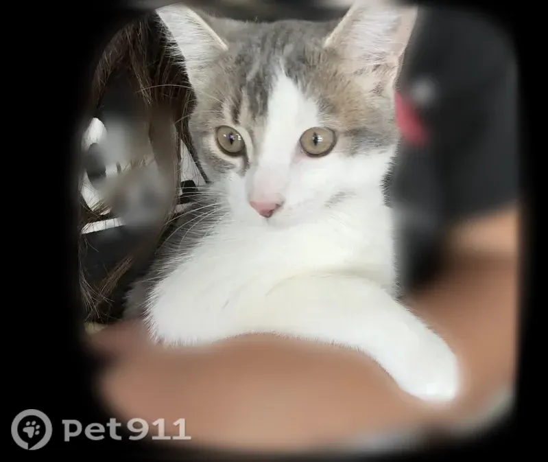 Lost cat, Taylor, Michigan, Martin — female with pink paws - photo