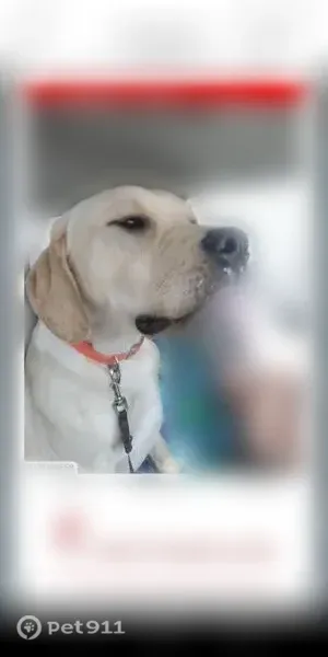 Lost male dog, Ivy Road, 16768, Milaca — white markings on shoulders and head - photo