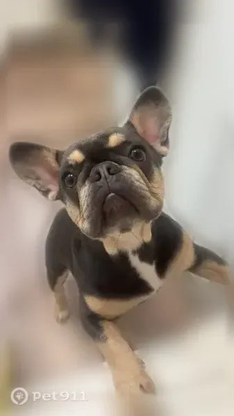 Lost dog, Grayson Drive, Grapevine, Arlington — female with tan markings - photo