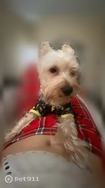 Lost male dog, West Arrow Highway, 270, Upland, Moreno Valley — white coat - photo