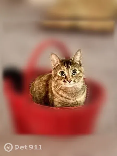 Lost cat, Glastonbury, Connecticut, Providence — female multicolor tortoiseshell - photo