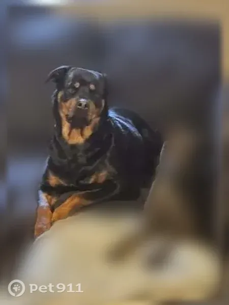 Lost female dog, Klam Road, 6627, Otter Lake, Otter Lake — Rottweiler - photo
