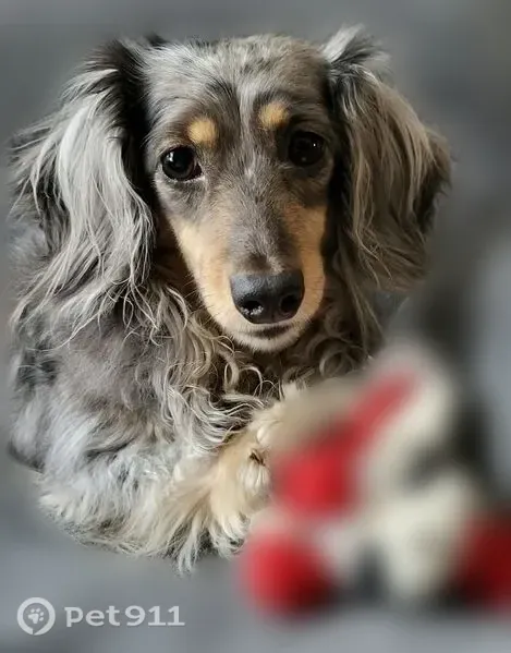 Lost dog, Centennial Terrace, 673, Long Prairie — female miniature Dachshund in a cranberry harness - photo