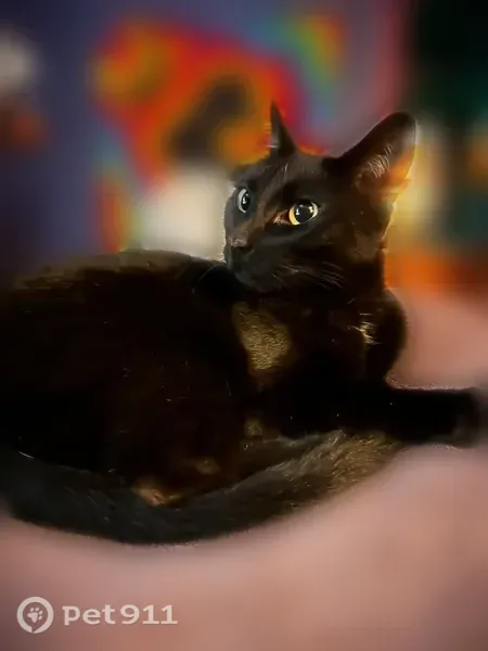Lost cat, female, Midvale Terrace, 2211, Henderson, Las Vegas — white chest patch - photo