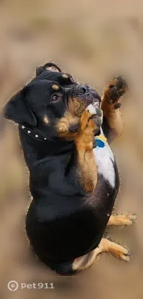 Lost dog, female, 148th Avenue Southeast, 16005, Yelm — 65-lb bull dog mix - photo