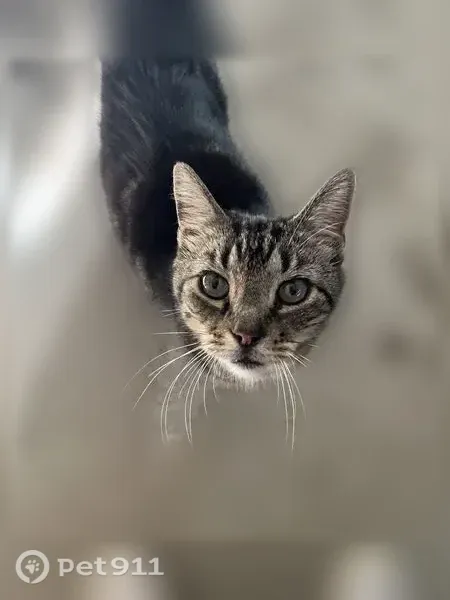 Lost cat, Farrington Avenue, 4705, Indianapolis — male, answers to Morgan - photo