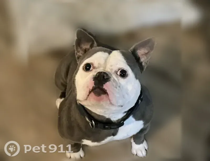 Lost Dog, West Shore Drive, 422, Belgrade — red collar with no tag - photo