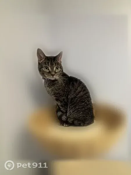 Lost female cat, Parker Road, 404, Sarver, Freeport — small tabby - photo