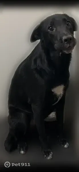 Lost male dog, South Mission Road, 4545, Nogales — black and skittish - photo