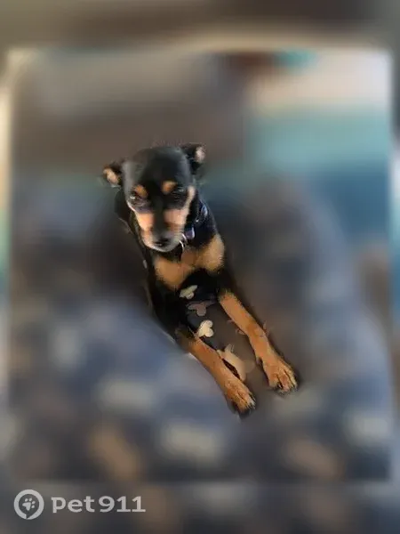 Lost dog, Marchbanks Drive 1540, Walnut Creek — female miniature pinscher mix with blue light-up collar - photo