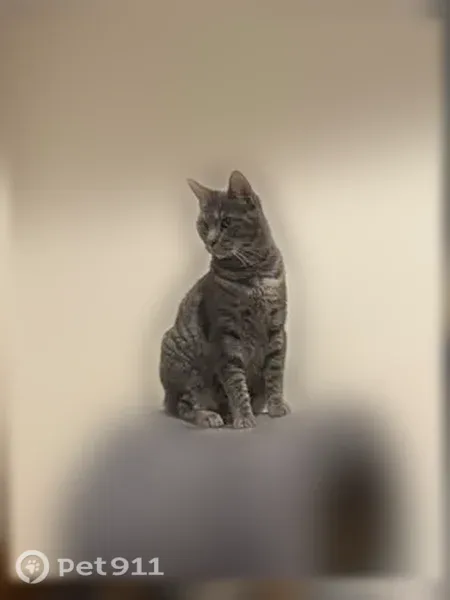 Lost cat, Reflection Way, 998, Osprey, Osprey — female with a big appetite - photo
