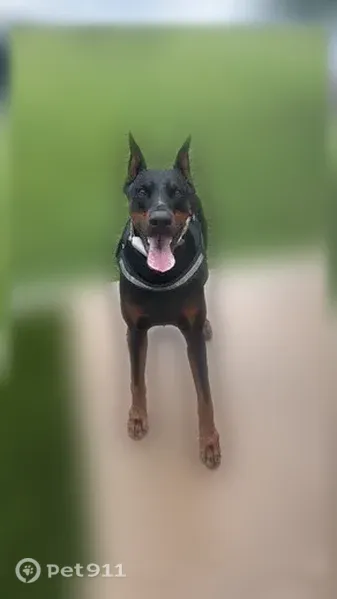Lost male dog, Bear Creek Lane, 2106, Arlington — no collar - photo