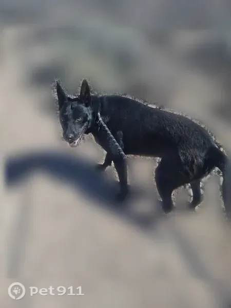 Lost dog, female, 2168 N. Maple, Huachuca City — black German shepherd mix - photo
