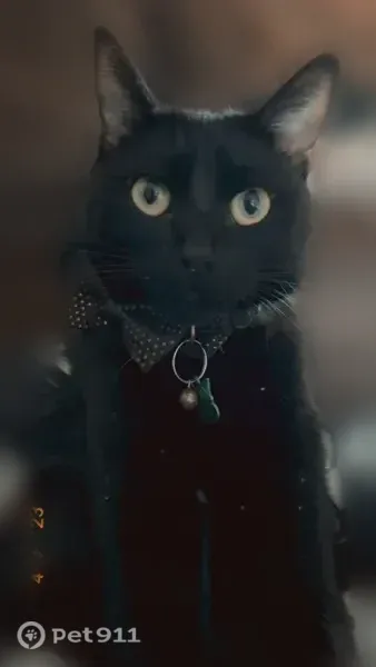 Lost cat, male, Delaware Avenue, 901, Suffolk — black, skittish and vocal - photo