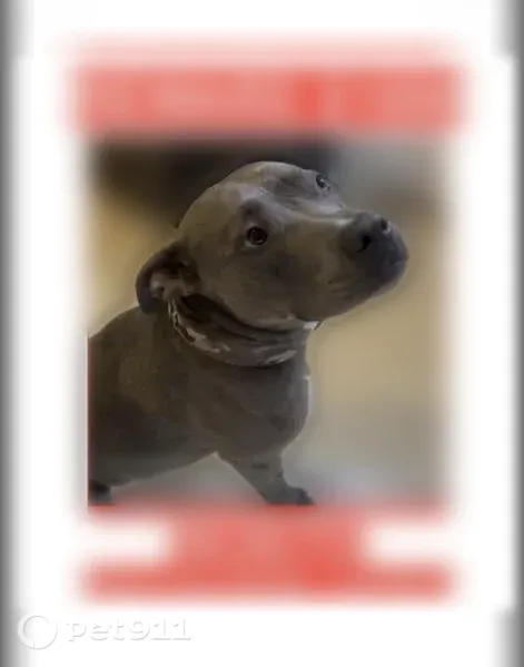 Lost dog, Southwest 105th Court, 15755, Miami, Hialeah — friendly male wearing a collar - photo
