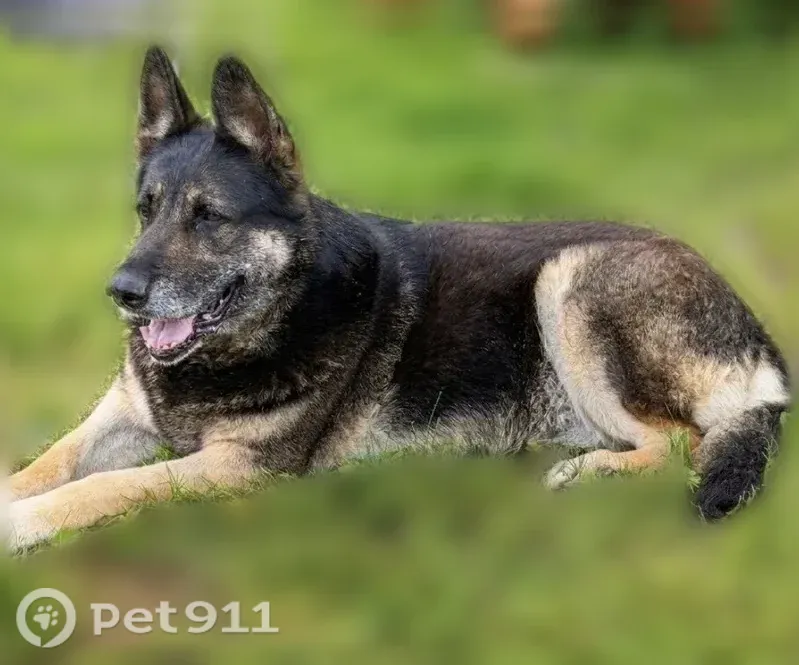 Lost dog, County Road 5008, 352, Cleveland — 11-year-old German Shepherd - photo