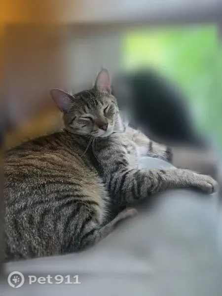 Lost male cat, Carriage Drive, Enfield, Windsor — light brown tiger-striped tabby - photo
