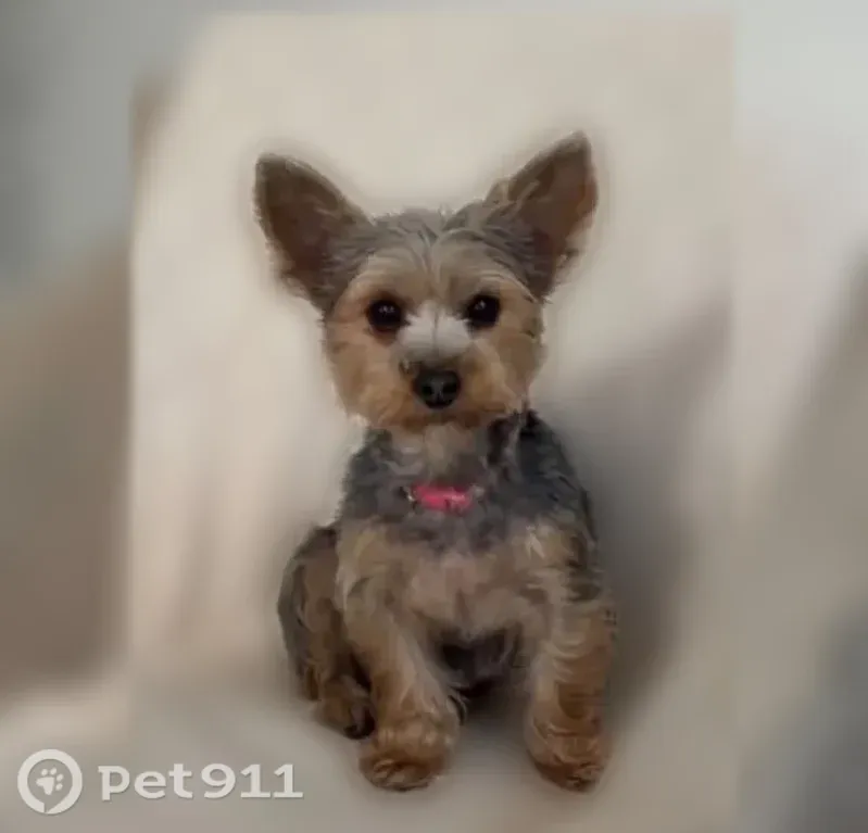 Lost dog, Chicago, Illinois — female with a pink collar and light pink nose spot - photo