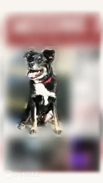 Lost dog, male, Lindon, Utah, Boise — brown facial markings - photo