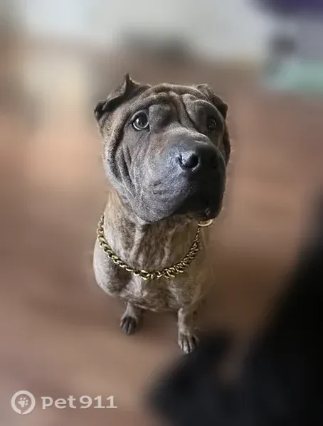 Lost dog, Searcy Drive, Killeen — male Shar Pei - photo