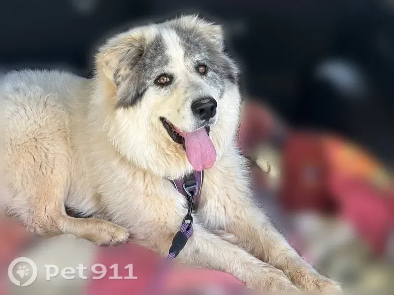Lost dog, female, Mountainbrooke Court, 5657, Stone Mountain, Stone Mountain - photo