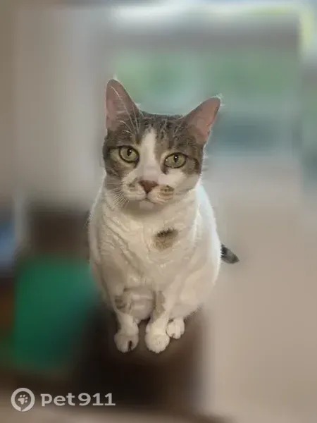 Lost cat, Lower Alden Drive, 328, Rahway — female with white, gray, and brown markings - photo