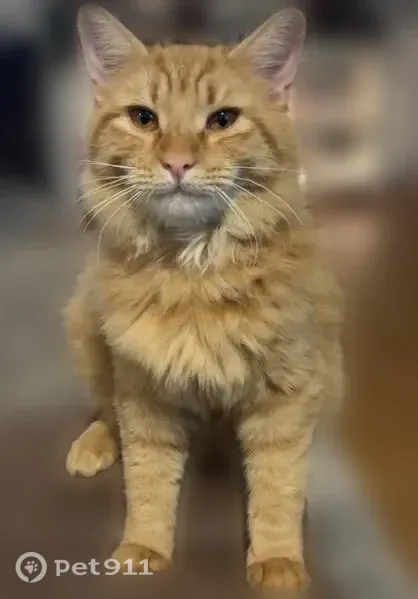 Lost cat, September Lane, 306, Angier — male orange tabby with 3 lower-lip freckles - photo