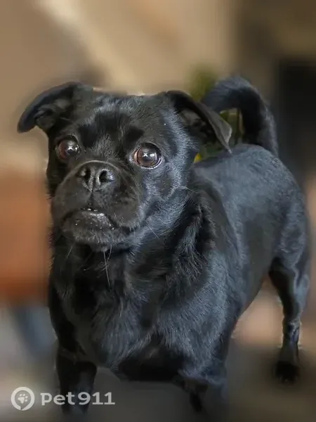 Lost dog, Roanoke Run, 7930, San Antonio — female Chihuahua/Pug/Dachshund mix with an underbite - photo