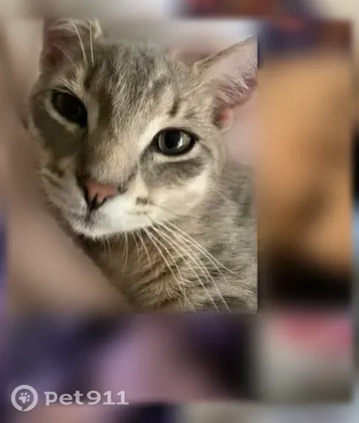 Lost cat, Elkmont Road, 305, Knoxville — male light grey tabby - photo