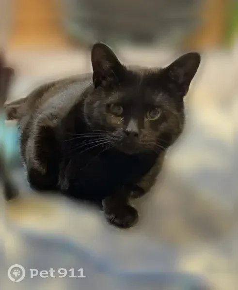 Lost cat, Broadway, 70;80, North Attleborough, Attleboro — male with green eyes - photo