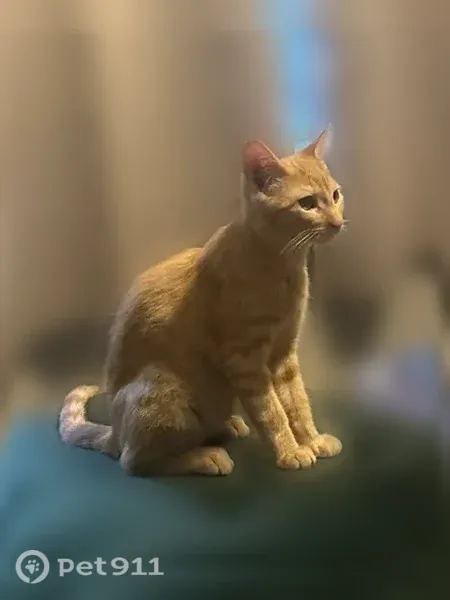Lost cat, Prospect Avenue, 212, Buffalo — orange male kitten - photo