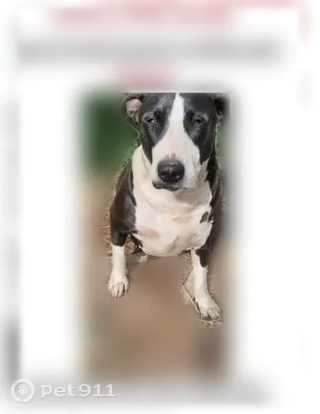 Lost dog, Woodlawn Avenue, 643, Lewisburg — 5-year-old female Staffordshire terrier - photo