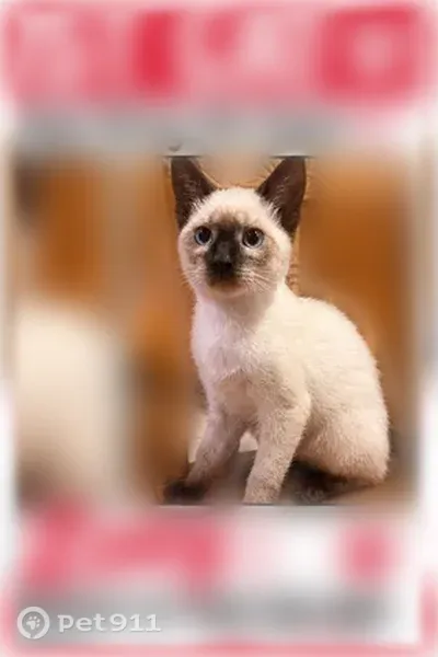 Lost cat, female, West 13th Street, 4946, Cicero - photo