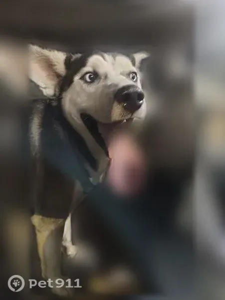 Lost dog, East Wheeler Street, 1741, Dyersburg, Detroit — male with electric blue eyes - photo