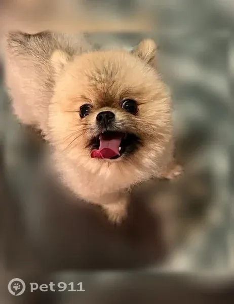 Lost dog, male, Radio Road, 9805, Houston — small Pomeranian with a black streak - photo