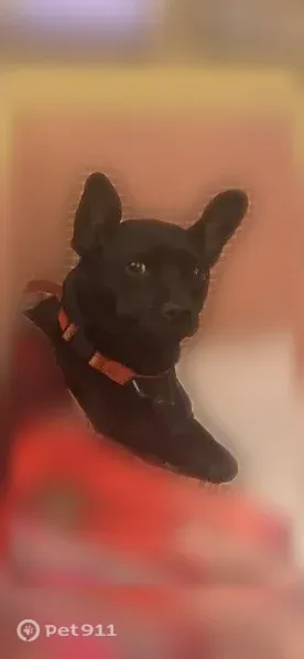 Lost dog, Lieutenants Run Drive, 105, Petersburg — male, gray chin, red collar - photo