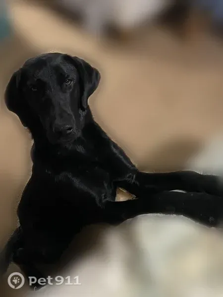 Lost dog, Pleasant Hill Road Northeast, Georgia, Toledo — may be from 136 to Redbud Road - photo