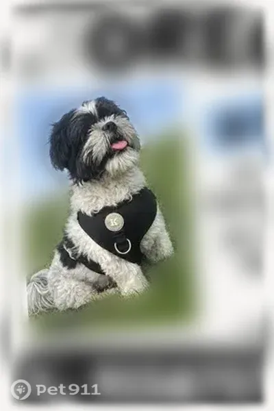 Lost dog, Chaffee Road, 1030, Fort Bliss — male Shih Tzu, calm and house-trained - photo