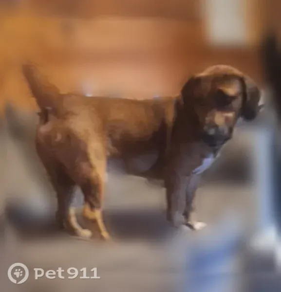 Lost dog, Inland Beach Road, 1127, Lucedale — male basset hound mix - photo