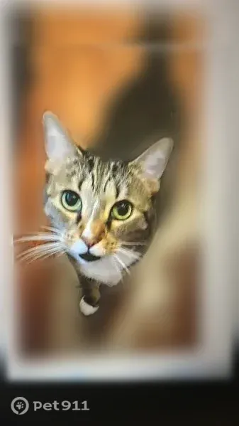 Lost cat, Southwest 44th Terrace, 8619, Ocala, Spring Hill — female brown tabby with white paws - photo