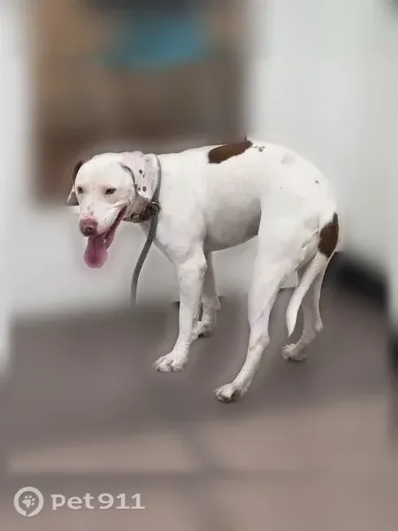 Lost dog, Bluebird Drive, 1350, Florissant — red coat and red heart tag - photo