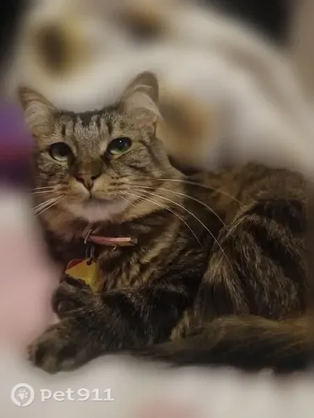 Lost female cat, Denton Street, 419, Howe — long-haired tabby with pink collar - photo