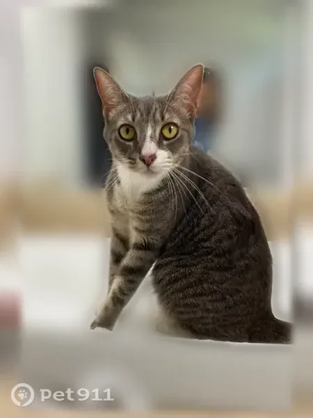 Lost female cat, Desoto County Line Road, Florida, Limestone — affectionate and responds to her name - photo