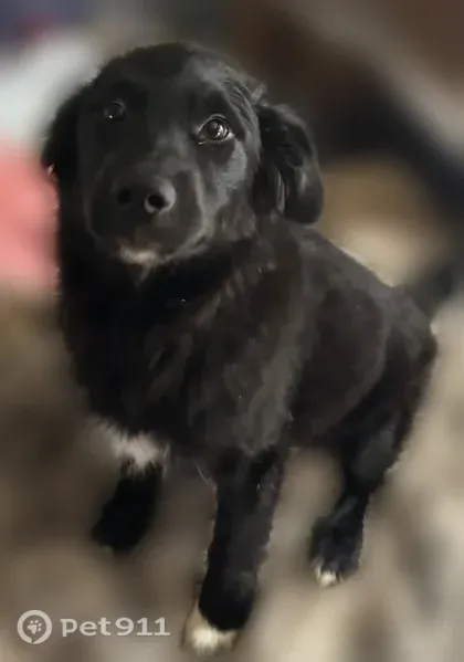 Lost male dog, Jefferson Avenue, 3465, Ogden — black and without a collar - photo
